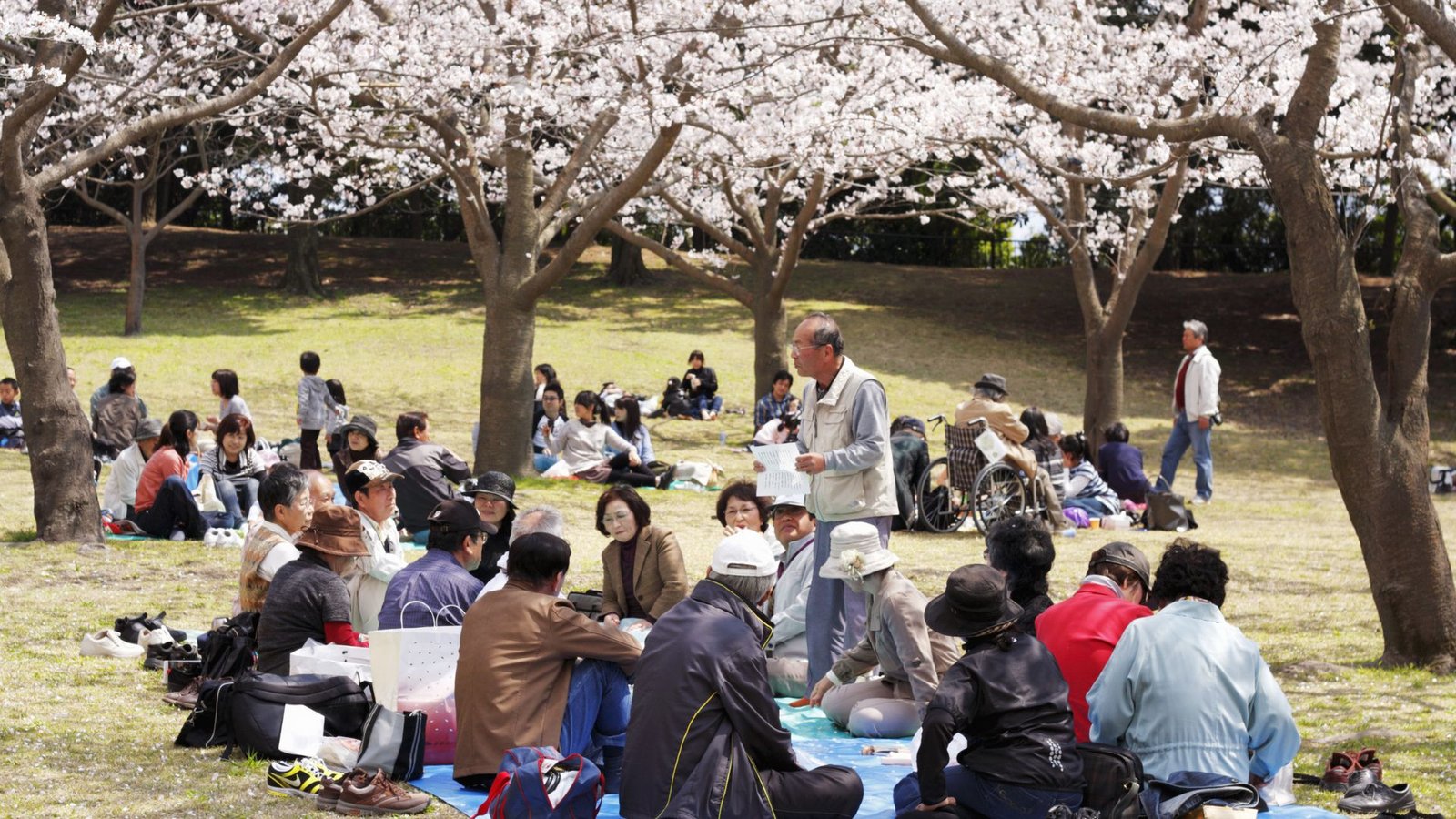 bunga sakura jepang