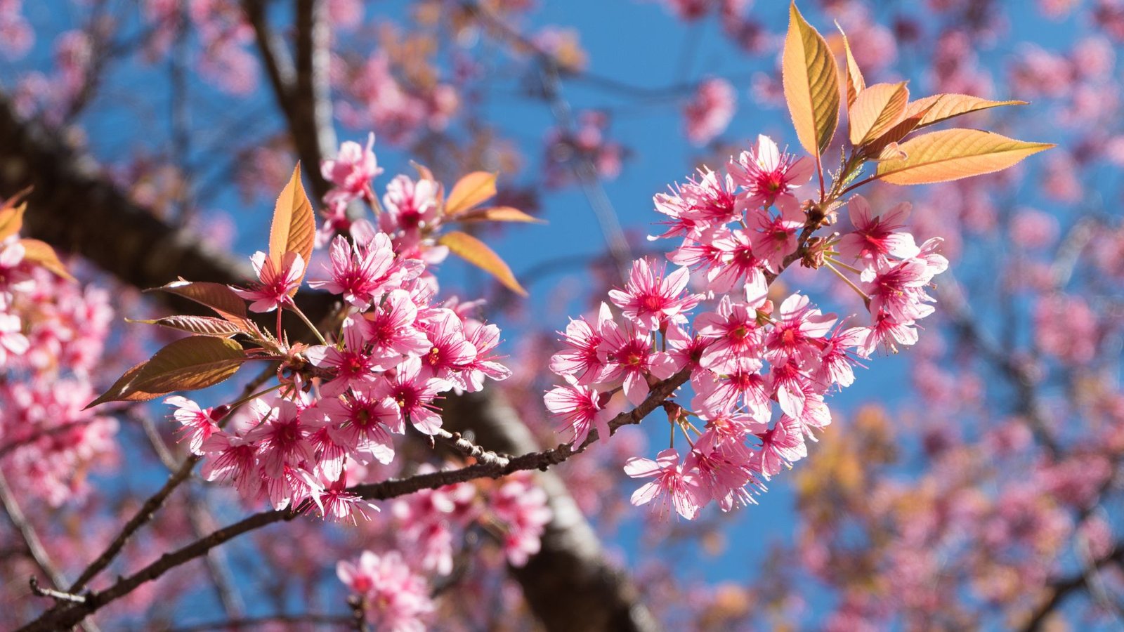 gambar bunga sakura